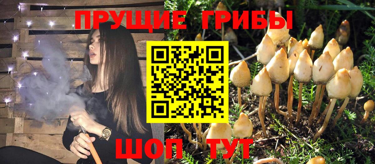 Новозыбков  Галлюциногенные грибы GOLDEN TEACHER  Вход с VPN  Галлюциногенные грибы ЛСД 